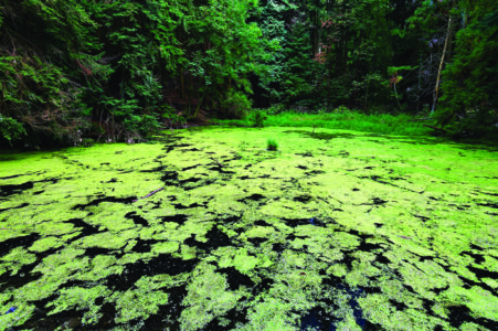 eutrophierter Wald-Weiher // eutrophication of a pond